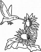 Hummingbird Hummingbirds Sheets Everfreecoloring Psl4 Sunflower Sunflowers sketch template