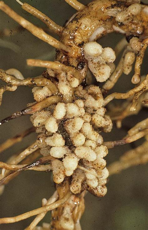 human eye bacterial root nodules