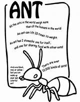 Ant Ants Coloring Pages Kids Crayola Facts Preschool Insects Story Crafts Farm Go Insect Marching Science Kindergarten Poems Fact Bugs sketch template