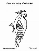 Woodpecker Coloring Hairy sketch template
