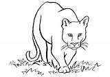 Cougar Coloringonly Prowl sketch template