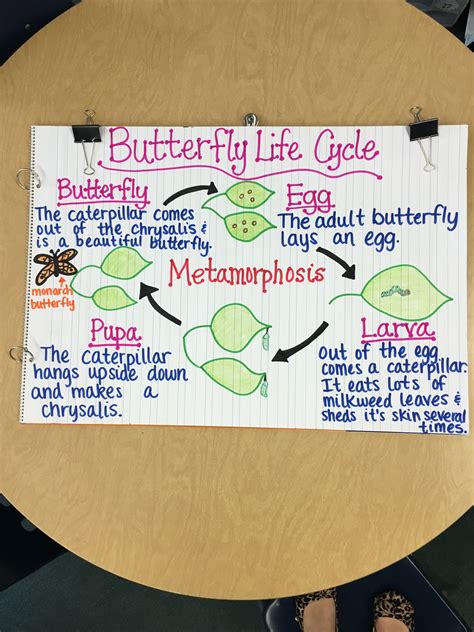 life cycle   butterfly diagram