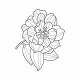 Flower Peony Drawing Open Monochrome Fully Coloring Book Vector Illustration Preview sketch template