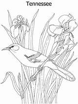 Coloring Pages State Flower Tennessee Bird Birds Mockingbird Printable Kids Flowers Pencil Sheets Colored Printables Gif Patterns Painting Iris Colouring sketch template