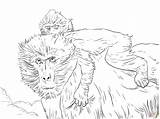Baboon Coloring Pages Coloringtop sketch template