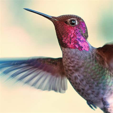 list  hummingbird species