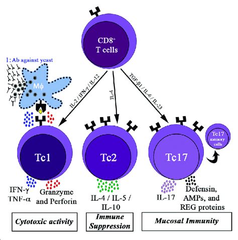 cd  cells activity   immune response differentiation  cd  scientific