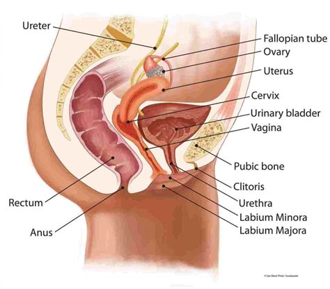 ovary hentai insertion