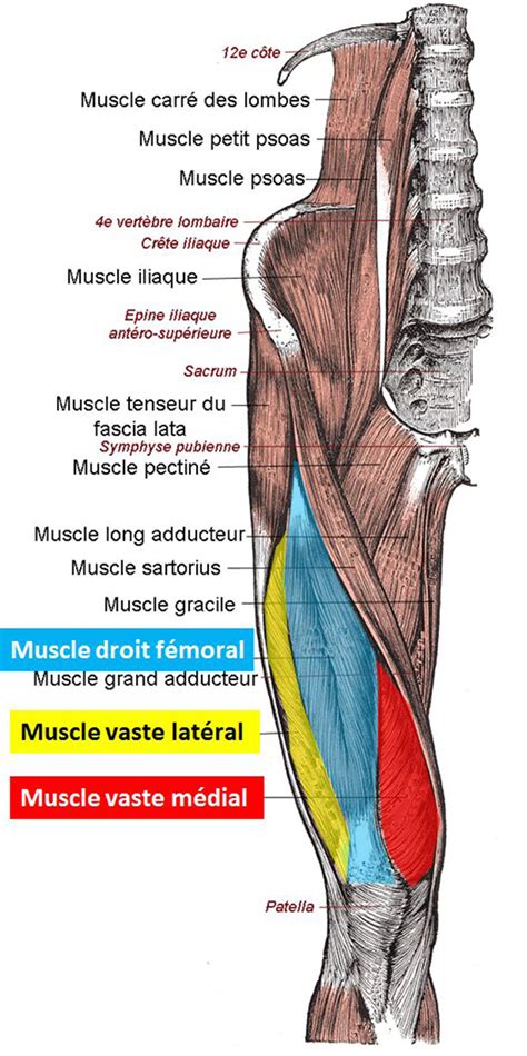 quadriceps pain general center steadyhealthcom