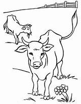 Cows Cow Calves sketch template