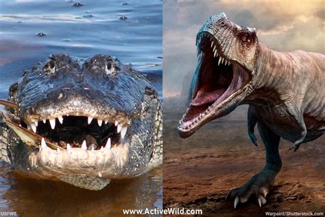 alligators dinosaurs  crocodilians  related  dinosaurs