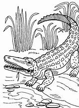 Crocodile Alligator Alligators Dinosaur Crocodiles Procoloring sketch template