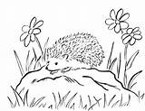 Hedgehog Coloring Porcupine Pages Printable Hedgehogs Kids Drawing Colouring Print Sheet Cute Color Samanthasbell Sheets Animals Forest Critters Easy Today sketch template