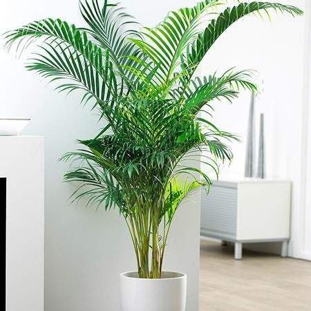 areca palm tree  fast growing trees nursery palmeiras interiores plantas  escritorio