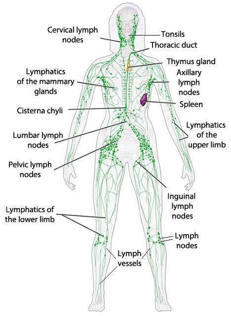 Lymph Nodes Location Pictures Types Significance Lymp