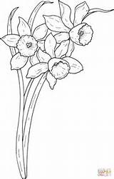 Coloring Flower Pages Narcissus Printable Fleur Dessin Daffodils Adult Fleurs Colouring Flowers Spring Coloriage Drawing Color Line Croquis Puzzle Search sketch template