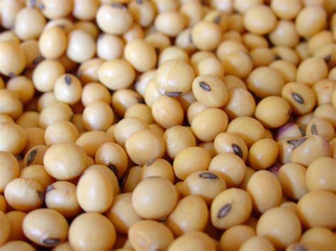 soybean nutrition protein content calories soybean