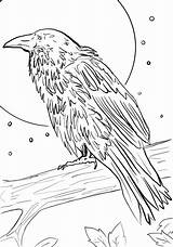 Raven Moonlit Spooky Downloadable sketch template