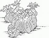 Kaktus Aztekium Ritteri Kleurplaten Malvorlage Stehend Lente Malvorlagen Volwassenen Supercoloring sketch template