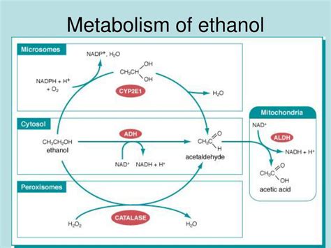 environmental  nutritional diseases powerpoint    id