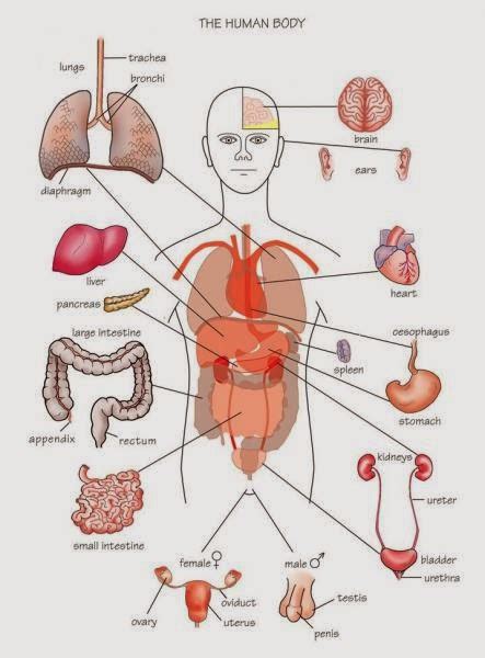 humananimal anatomy  physiology diagrams human body parts