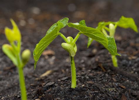 natural gardening ways  growing beans