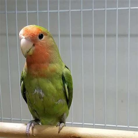 Peach Face Lovebird 170401 For Sale In Webster Ny
