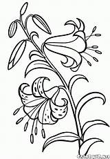 Kwiaty Kolorowanki Lilia sketch template