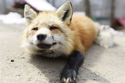 fox village  japan surround   cuteness  life  travel