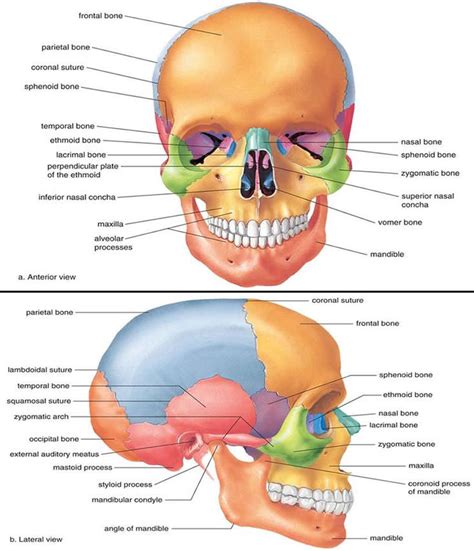 medical  health science anatomy  skull