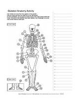 Anatomy Skeleton Activity Coloring Human Asu Worksheet Askabiologist Ask Biologist Edu Pages Bones Pdf Labeled Color Skeletal Worksheets Brain Activities sketch template