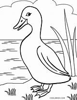 Duck Coloring Pages Printable Kids Realistic Color Cool2bkids Birds Sheets Bird Getdrawings Choose Board sketch template