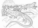 Coloring Lizard Basilisk Pages Gecko Popular sketch template