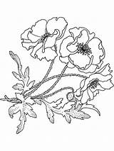 Flower Coloring Poppy Pages Realistic Bluebonnet Drawing Print Printable Getdrawings Flowers Recommended Color sketch template