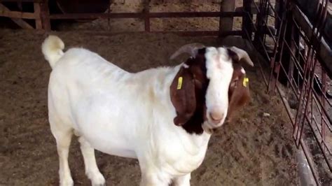 boer goat full blood sell  mexico  family living  puebla youtube