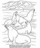 Antarctic Dover Artic Publications Mammals Colorear Coloringfolder Foca sketch template