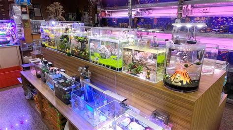 freshwater aquarium store taipei youtube