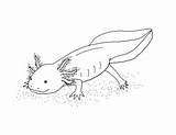 Axolotl Teacherspayteachers sketch template