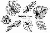 Feuilles Tropicales Foglie Tropicali Illustrazione Raccolta Disegnano Bladeren Tropische Trekken Vectoriel Invitation Monstera Graphique sketch template