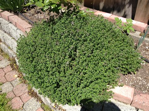 huge english thyme plant thyme plant plants outdoor decor