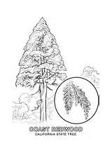 California State Coloring Tree Symbols Pages Printable sketch template