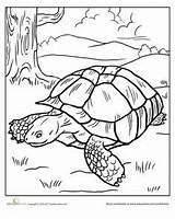 Tortoise Coloring Pages Galapagos Turtle Sulcata Sheets Education Getdrawings Quilt Color Getcolorings Tortoises Colouring Choose Board Worksheets sketch template