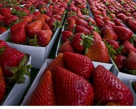 Oxnard Strawberries Yummm Oxnard California Fruit