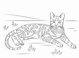 Bengal Kot Colorir Gatto Gatos Imprimir Adults Ausmalbilder Bengalski Katzen Bengalkatze Facile Tabby Coloriage Kolorowanka Ausmalbild Bengala Gatti Randagio Getupfte sketch template