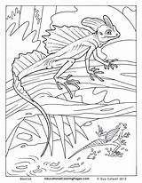 Lizard Basilisk Adult Crawly Creepers Sheets Gecko Reptiles sketch template