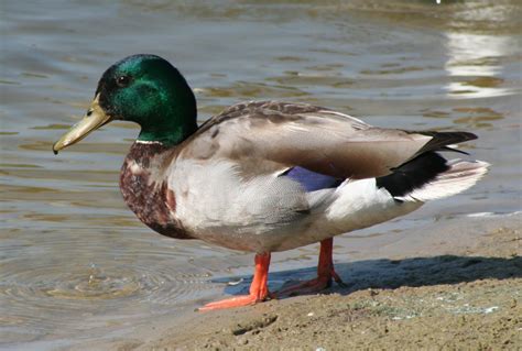 mallard duck  photo  freeimages