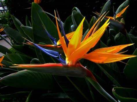 Stunning Bird Of Paradise Flower For Decoration Picsmine