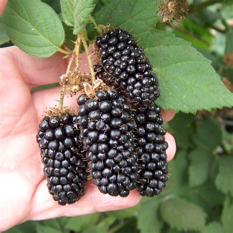 fruit warehouse blackberry rubus argutus