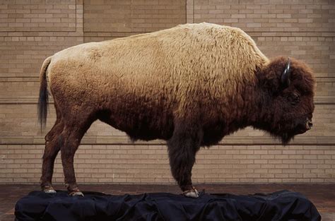 colorado bison denver museum  nature science