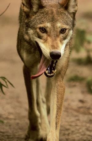 red wolfs  stand natural history magazine